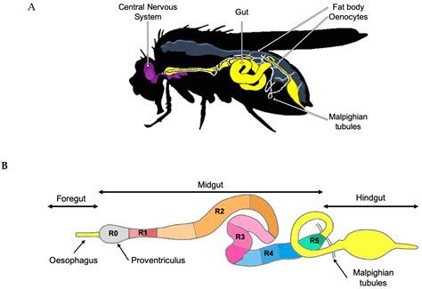 Microorganisms Free Full Text The Intestine Of Drosophila