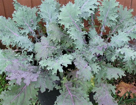 Red Russian Kale Growin Crazy Acres