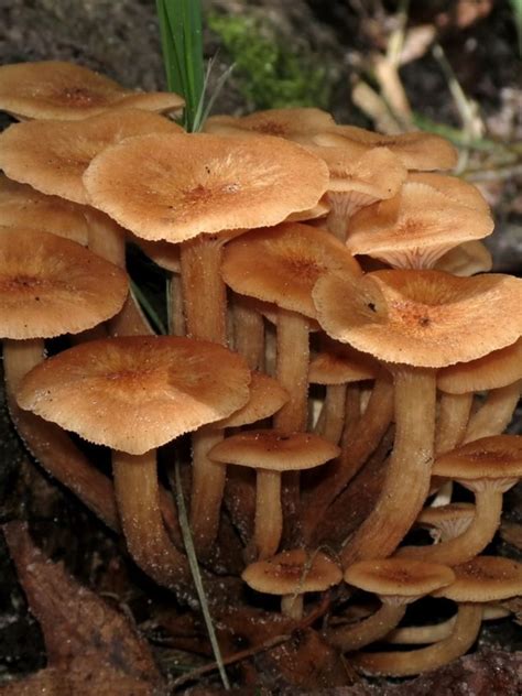 Armillaria Tabescens Mushroom Stuffed Mushrooms Mushroom Guide Edible