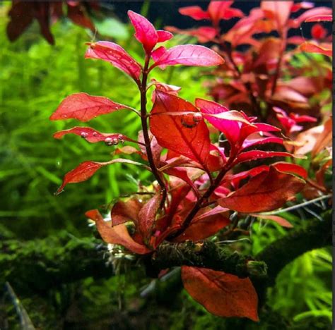 Beginner Live Aquarium Plant Ludwigia Repens Dark Red Etsy