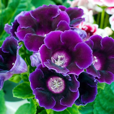 Velvety Deep Purple Gloxinia Bulbs For Sale Online Hollywood Easy