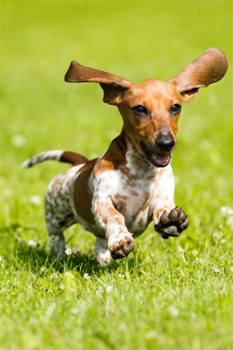 See Our Internet Site For More Relevant Information On Dachshunds It