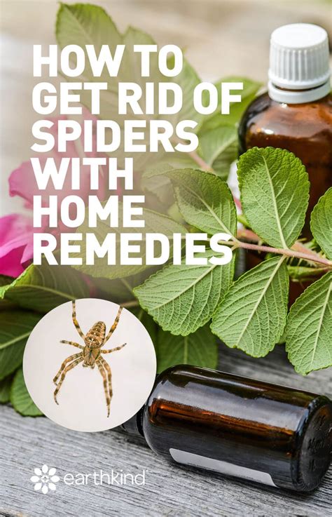 List Of How To Get Rid Of Spiders On Outdoor Plants References Diet Cook