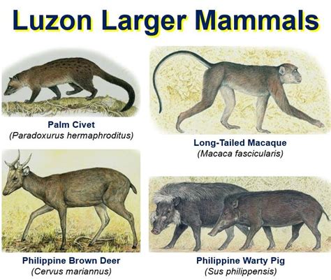 Greatest Concentration Of Unique Animals In Luzon The Philippines