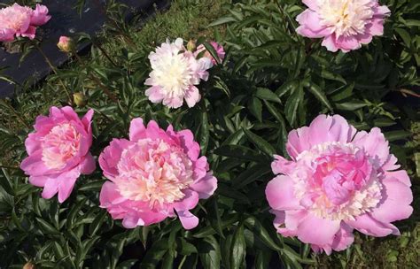 20 Popular Types Of Peonies With Their Stunning Beauty Morflora