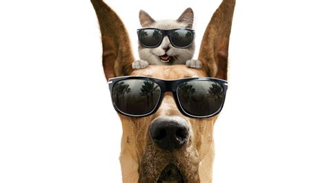 Cat And Dog Funny Wallpapers Top Free Cat And Dog Funny Backgrounds
