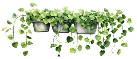 Hanging Plants Pngs For Free Download