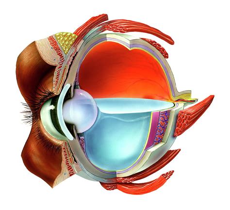 Eye Anatomy Photograph By Bo Veislandscience Photo Library
