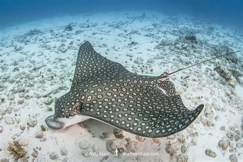 Spotted Eagle Ray Profile Traits Facts Breeding Habitat Seafish