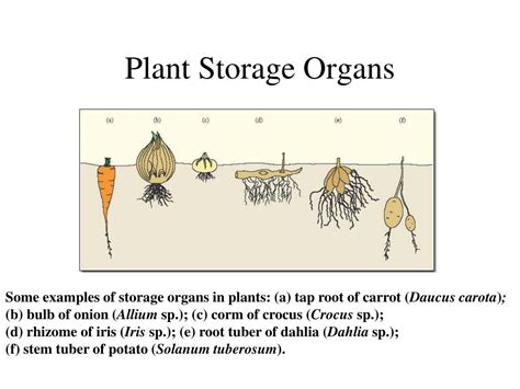 Unlocking The Secrets Of Food Storage Organs Understanding The Role In