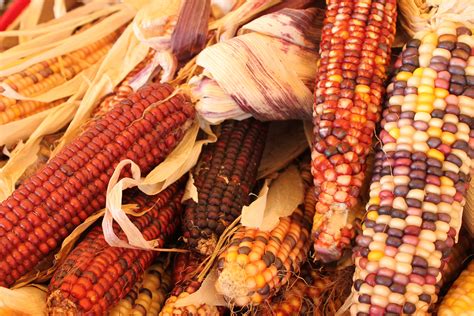 3 Types Of Tarahumara Indian Corn And How They Are Used The Grow