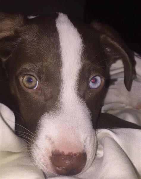 My New Dog Friend Named Luka And His Two Different Colored Eyes Raww
