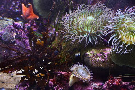 Are Sea Anemones Plants Or Animals Wonderopolis