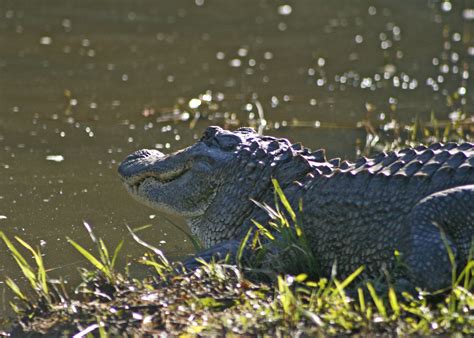 Control Nuisance Animals To Protect Ponds Lakes Mississippi State