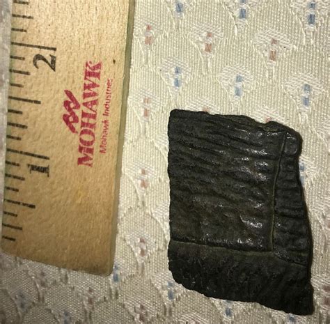 Fossilized Turtle Shell Fragment From Florida Pleistocene Epoch
