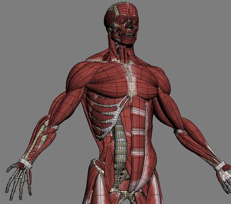 D Model Realistic Anatomy Skeleton Muscles