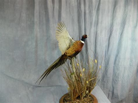 Showpiece Taxidermy Pheasant Turkey And Quail Bird Mounts
