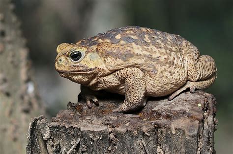 What Is The Largest Toad In The World