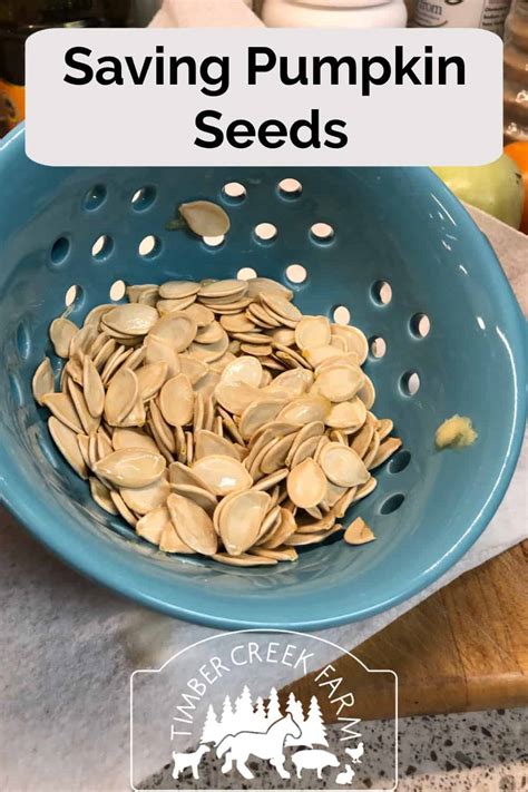 Saving Pumpkin Seeds In 5 Easy Steps Timber Creek Farm