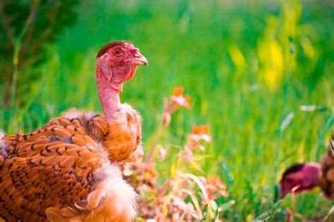Considering Naked Neck Chickens The 17 Things You Must Know First
