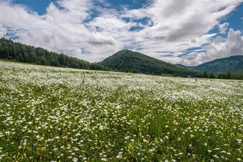 Chamomile Mountains Meadow Flowers Sky Clouds Summer Stock Photo