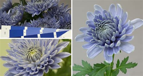 The Birth Of Blue Chrysanthemums