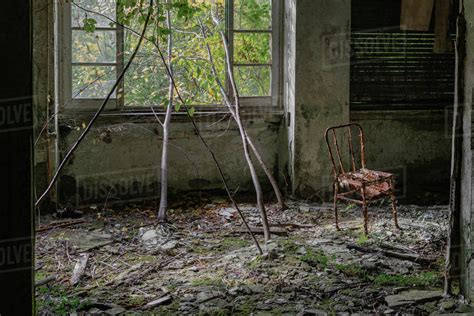 Old Abandoned House Building Room In The Wood Whit Windows And Plant