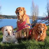 Photos of Dog Walking Services Seattle