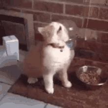 They started out small just here and there every few days and now its about 6 or 7 times a day. Sneezing GIFs | Tenor