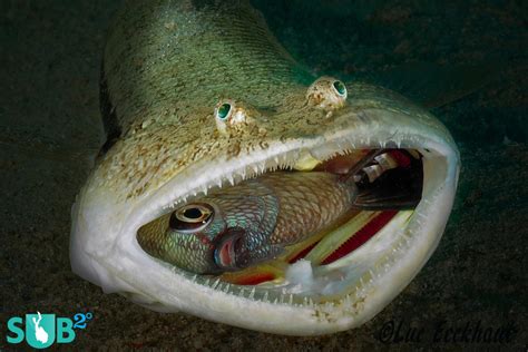 The Lizardfish Scuba Diving Blog