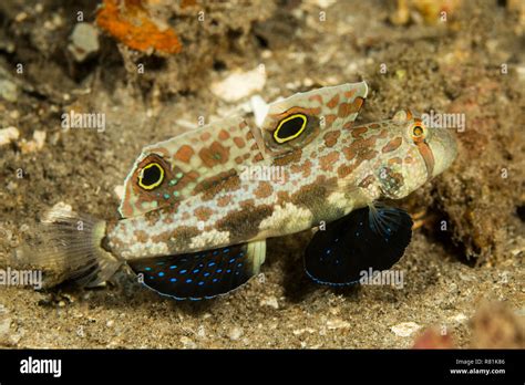 Two Spot Goby Crab Eyed Goby Goby Signigobius Biocellatus In Celebes