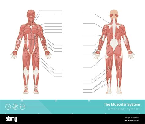 Muscular System Hi Res Stock Photography And Images Alamy