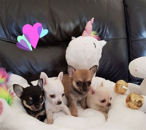 K C Reg Chihuahua Pups For Sale Adoption From Victoria Melbourne Metro