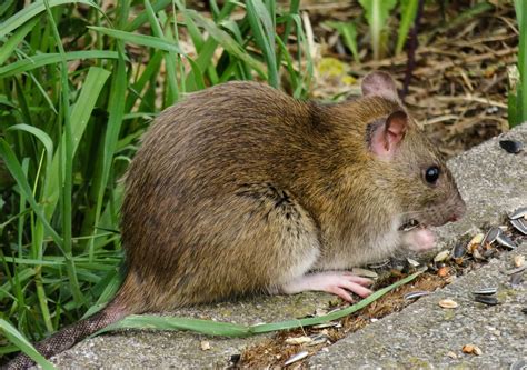 Wühlratten aus dem garten zu vertreiben, ist nicht leicht. Ratten Im Garten Vertreiben Frisch Ratten Im Garten ...