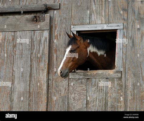 Horse Looking Out Barn Window Hi Res Stock Photography And Images Alamy
