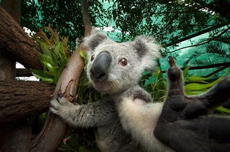 A Koala Bear Standing On Its Hind Legs And Reaching Up To The Tree Branch