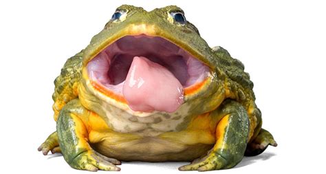 What Gives Frog Tongues The T Of Grab