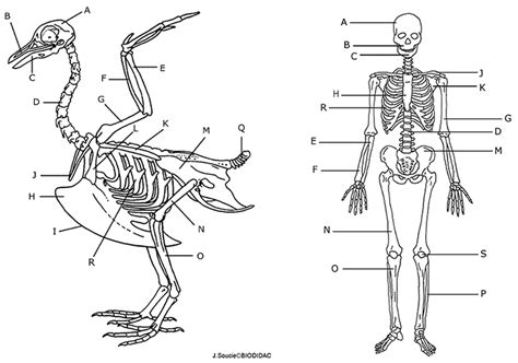 comparing  human  avian skeleton