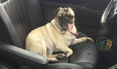 Pug With Massive Tongue Spotted In Back Of A Car In Hilarious Photos