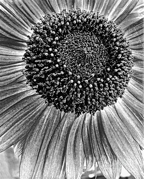 Black And White Portrait Of A Sunflower Photograph By Miss Dawn Pixels