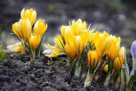 Crocuses Grow Under Snow On A Spring Sunny Day Stock Image Image Of