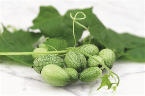 Our Favorite New Varieties Of Cucumbers Finegardening