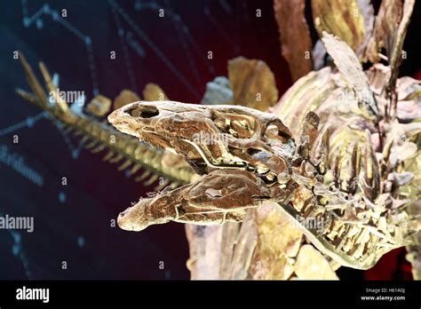 The Worlds Most Complete Stegosaurus Fossil Skeleton Displayed In The Natural History Museum