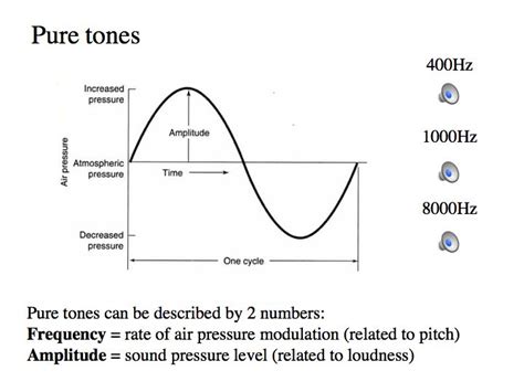 Perception Lecture Notes The Ear