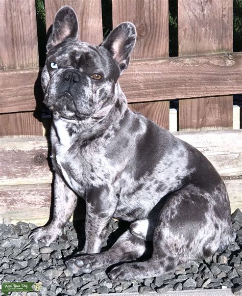No matter what size you are seeking, you can get bulldog. Stud Dog - grey/blue merle French bulldog with blue and ...
