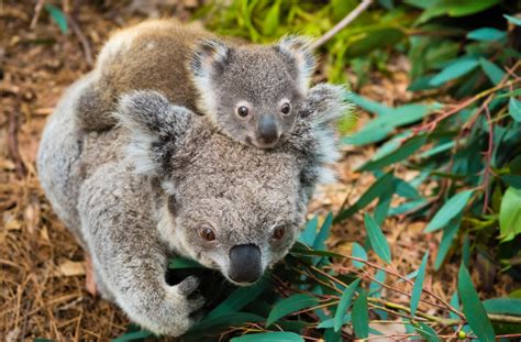 Koala Bears May Be The Next Creature To Go Extinct Aol News
