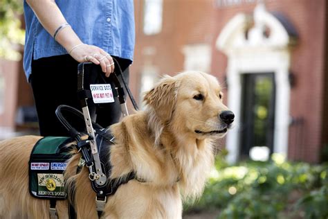 11 Fun Facts About Service Dogs