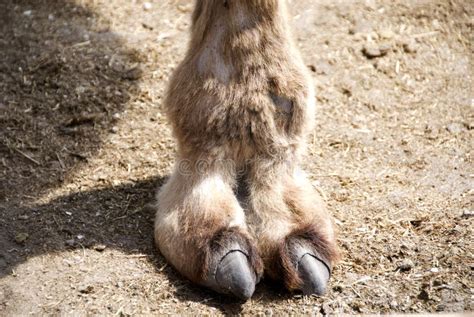 Top 152 Camel Toe Animal