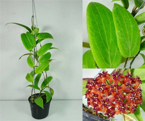 Hoya Bordenii 12 Inches Healthy Mature Plant Rare Free Etsy