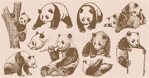 Graphical Big Vintage Set Of Pandas Vector Sepia Illustration Asian